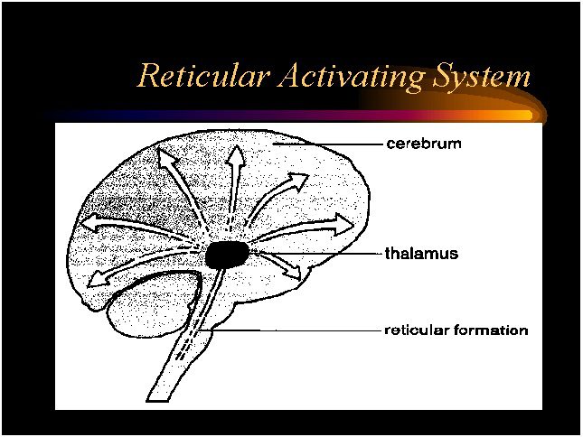 Image of Reticular Activating System